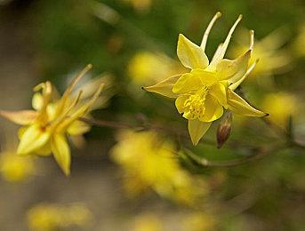 回归起点 《刺客信条：幻景》支持完全阿拉伯语配音
